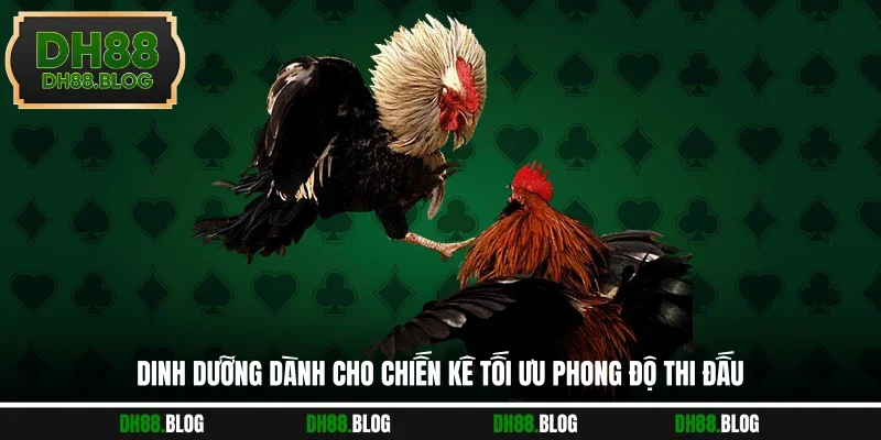 Dinh Dưỡng Dành Cho Chiến Kê Tối Ưu Phong Độ Thi Đấu