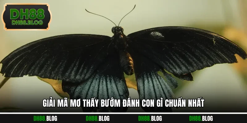 Giải mã mơ thấy bướm đánh con gì chuẩn nhất