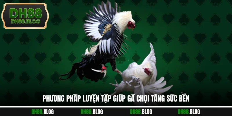 Phương pháp luyện tập giúp gà chọi tăng sức bền