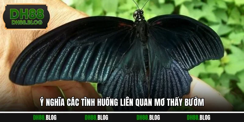 Ý nghĩa các tình huống liên quan mơ thấy bướm